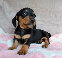READY-AKC Ollie-reviews, a male Miniature Dachshund for sale in West Liberty, KY – 6 of 7