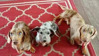 Pair of adult dapples, pet homes , a female Miniature Dachshund for sale in West Liberty, KY – 7 of 10