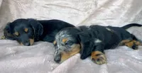 AKC Jingles, a male Miniature Dachshund for sale in West Liberty, KY – 3 of 10