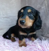 Daisy-reviews, a female Miniature Dachshund for sale in West Liberty, KY – 5 of 9