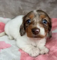 AKC Blueberry-reviews, a female Miniature Dachshund for sale in Morehead, KY – 1 of 5