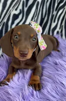 AKC Lilly, a female Miniature Dachshund for sale in West Liberty, KY – Photo 1 of 8