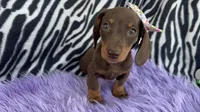AKC Lilly, a female Miniature Dachshund for sale in West Liberty, KY – Photo 7 of 8
