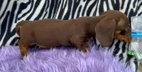 AKC Lilly, a female Miniature Dachshund for sale in West Liberty, KY – Photo 2 of 8