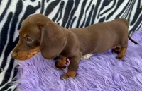 AKC Lilly, a female Miniature Dachshund for sale in West Liberty, KY – Photo 4 of 8