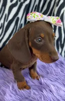AKC Lilly, a female Miniature Dachshund for sale in West Liberty, KY – Photo 6 of 8