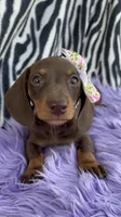 AKC Lilly, a female Miniature Dachshund for sale in West Liberty, KY – Photo 5 of 8