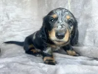 AKC Jingles, a male Miniature Dachshund for sale in West Liberty, KY – 6 of 10
