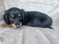 AKC Ollie, a male Miniature Dachshund for sale in West Liberty, KY – 6 of 7