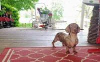 Princess, a female Miniature Dachshund for sale in West Liberty, KY – 2 of 7