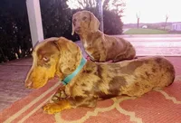 Pair of adult dapples, pet homes , a female Miniature Dachshund for sale in West Liberty, KY – 5 of 10