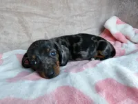 AKC-Daisy-reviews, a female Miniature Dachshund for sale in West Liberty, KY – 4 of 10