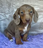 AKC Blue Eyes, check reviews, a female Miniature Dachshund for sale in West Liberty, KY – Photo 6 of 9