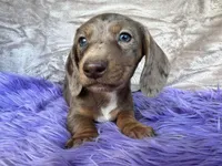 AKC Blue Eyes, check reviews, a female Miniature Dachshund for sale in West Liberty, KY – Photo 7 of 9