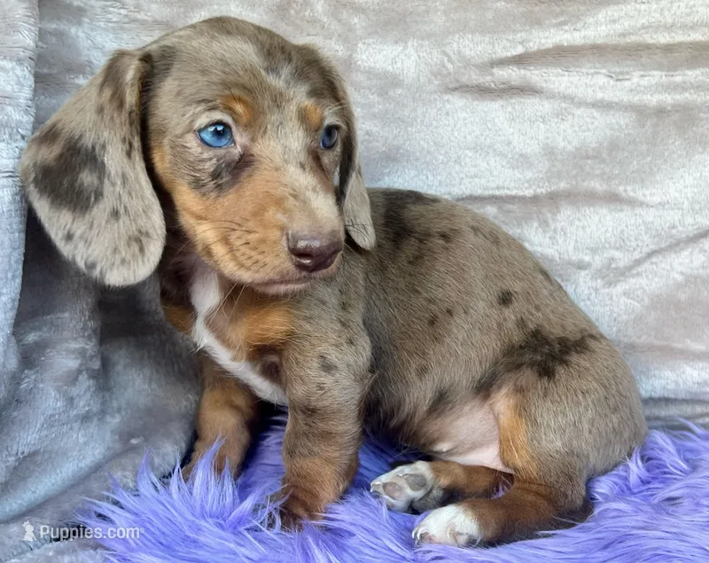 AKC Blue Eyes, check reviews