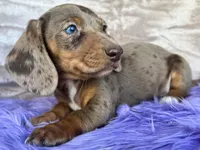 AKC Blue Eyes, check reviews, a female Miniature Dachshund for sale in West Liberty, KY – Photo 4 of 9