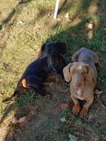 Pair of adult dapples, pet homes , a female Miniature Dachshund for sale in West Liberty, KY – 6 of 10