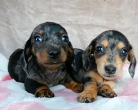 AKC-Jazzy-Reviews, a female Miniature Dachshund for sale in West Liberty, KY – 3 of 9