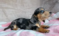 AKC-Jazzy-Reviews, a female Miniature Dachshund for sale in West Liberty, KY – 5 of 9