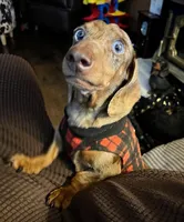 Pair of adult dapples, pet homes , a female Miniature Dachshund for sale in West Liberty, KY – 2 of 10