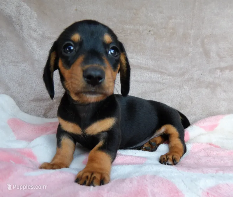 AKC Ollie-reviews – Miniature Dachshund puppy for sale in West Liberty, KY