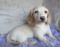 Barbie-reviews, a female Miniature Dachshund for sale in West Liberty, KY – 3 of 9