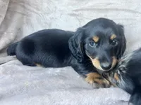 AKC Ollie, a male Miniature Dachshund for sale in West Liberty, KY – 4 of 7