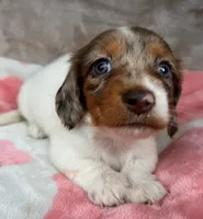 AKC Blueberry-reviews, a female Miniature Dachshund for sale in Morehead, KY – 4 of 5