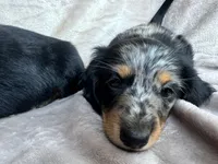 AKC Jingles, a male Miniature Dachshund for sale in West Liberty, KY – 8 of 10