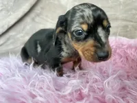 AKC Dapples, Reviews, a female Miniature Dachshund for sale in West Liberty, KY – Photo 7 of 7