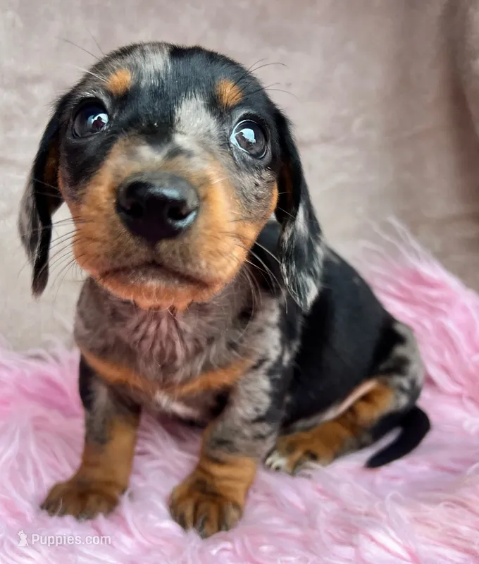 AKC Dapples, Reviews