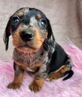 AKC Dapples, Reviews, a female Miniature Dachshund for sale in West Liberty, KY – Photo 1 of 7