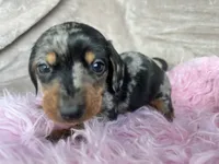 AKC Dapples, Reviews, a female Miniature Dachshund for sale in West Liberty, KY – Photo 6 of 7