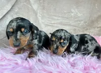 AKC Dapples, Reviews, a female Miniature Dachshund for sale in West Liberty, KY – Photo 4 of 7