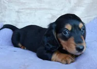 AKC Ollie-reviews, a male Miniature Dachshund for sale in West Liberty, KY – 4 of 10