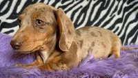 AKC  Diva, a female Miniature Dachshund for sale in West Liberty, KY – Photo 3 of 10