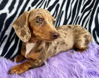 AKC  Diva, a female Miniature Dachshund for sale in West Liberty, KY – Photo 2 of 10
