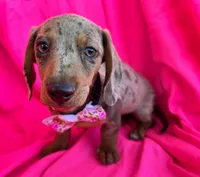 AKC  Diva, a female Miniature Dachshund for sale in West Liberty, KY – Photo 6 of 10