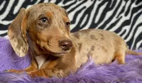 AKC  Diva, a female Miniature Dachshund for sale in West Liberty, KY – Photo 4 of 10