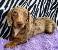 AKC  Diva, a female Miniature Dachshund for sale in West Liberty, KY – Photo 1 of 10