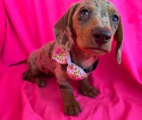 AKC  Diva, a female Miniature Dachshund for sale in West Liberty, KY – Photo 10 of 10