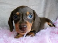 Ready-AKC chocolate Rolo-reviews, a male Miniature Dachshund for sale in West Liberty, KY – 7 of 10