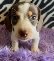 AKC Snoopy, a male Miniature Dachshund for sale in West Liberty, KY – Photo 6 of 10