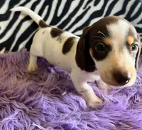 AKC Snoopy, a male Miniature Dachshund for sale in West Liberty, KY – Photo 4 of 10