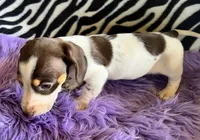 AKC Snoopy, a male Miniature Dachshund for sale in West Liberty, KY – Photo 10 of 10