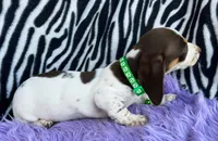 AKC Snoopy, a male Miniature Dachshund for sale in West Liberty, KY – Photo 3 of 10