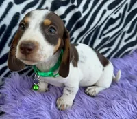 AKC Snoopy, a male Miniature Dachshund for sale in West Liberty, KY – Photo 2 of 10