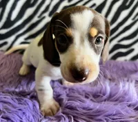 AKC Snoopy, a male Miniature Dachshund for sale in West Liberty, KY – Photo 9 of 10