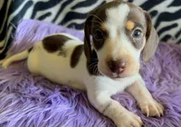 AKC Snoopy, a male Miniature Dachshund for sale in West Liberty, KY – Photo 5 of 10