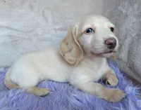 Barbie-reviews, a female Miniature Dachshund for sale in West Liberty, KY – 7 of 9